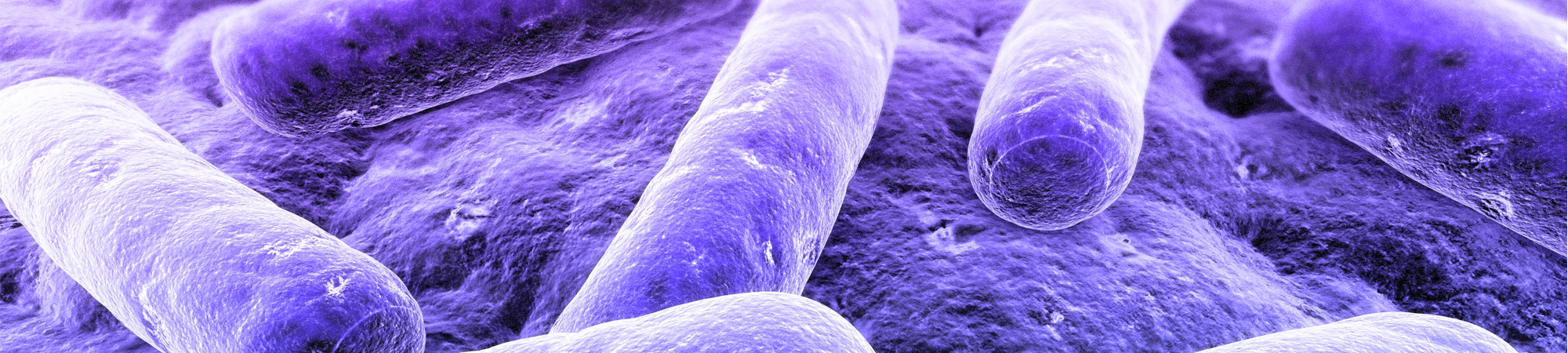 שוטון – המנוע המופלא