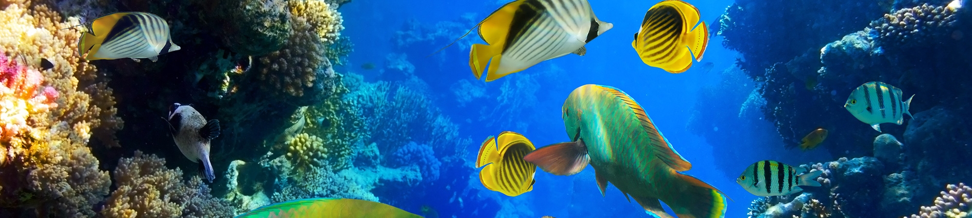 איך דגים נושמים?