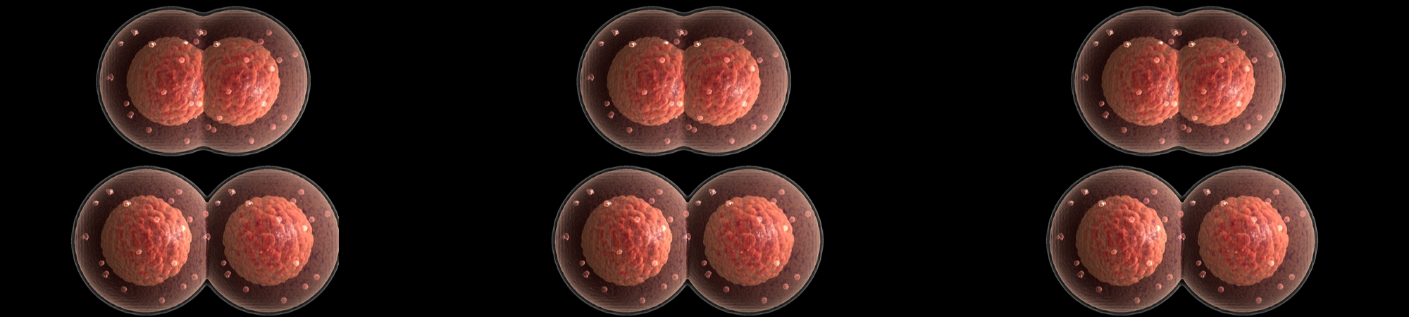 חלוקה תאית (מיטוזה) בחמש דקות