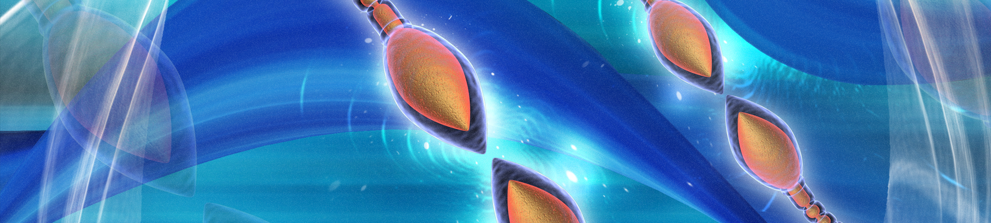 איך נעשית חלוקת הפחתה (מיוזה)?