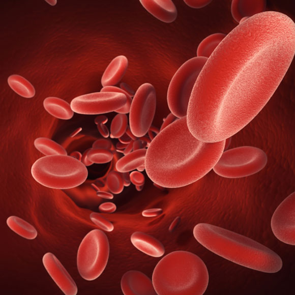 ההמוגלובין – מוביל החמצן בגוף