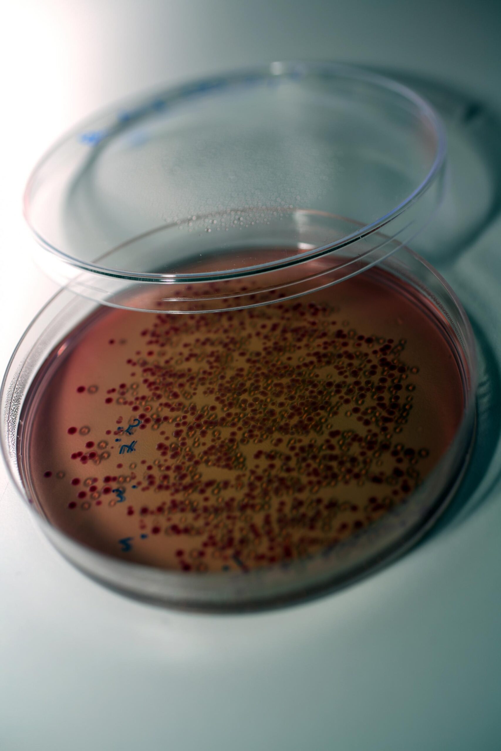 חיים מלאכותיים