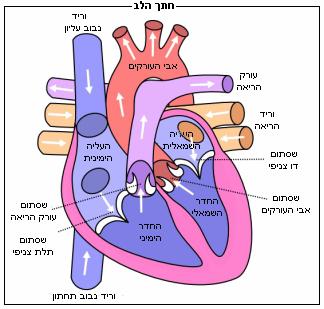 מהו מחזור הדם בגוף? סול