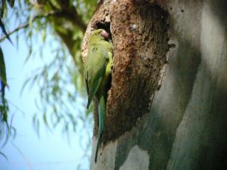 מדוע אם מין פולש ימות זה טוב ואם מין מקומי ימות זה רע? ליעד