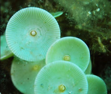 מהו ניסוי אמרלינג? ומה התגלית שלו לגבי תפקידו של גרעין התא? גל