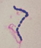 כמה אטומים ותאים יש בחיידק? אסף