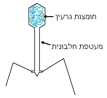 מה זה בקטריופאג’? דורון