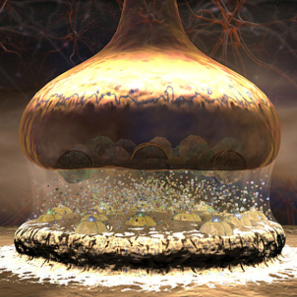 פוטנציאל הפעולה – הולכת אותות חשמליים בגוף