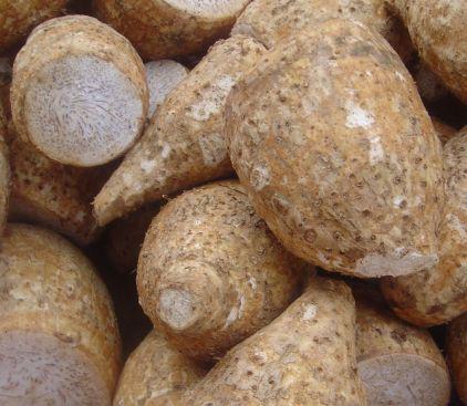 מהם העלים הירוקים הבוקעים מפקעת השום והבצל? אברהם