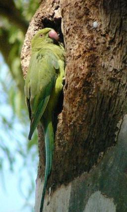מהם ציפורים פולשות ומהם ציפורים פליטות תרבות? אריאל