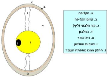 במה יש יותר מרכיבים תזונתיים בחלבון או בחלמון והאם הם נהרסים בבישול? דבורה