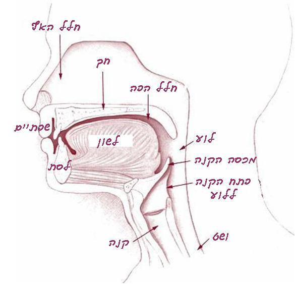 איך מרפאים גיהוק או שיהוק בחולה במחלת קרון? אריה
