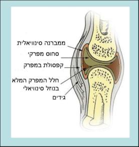 מהיכן נובע הרעש כאשר אני פוקק את מפרקי האצבעות? ניר