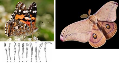 כיצד מבדילים בין פרפר ועש? יוחאי