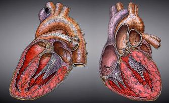 איך נראה הלב? עידן