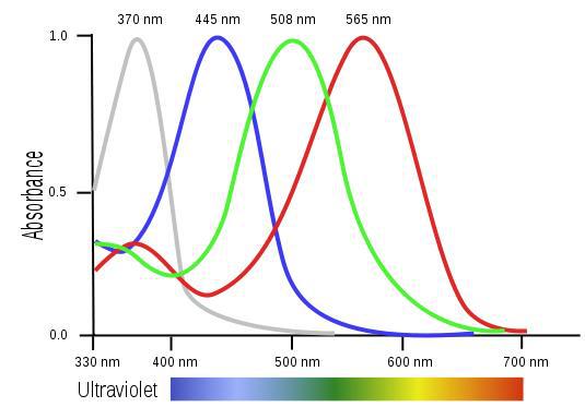 האם ציפורים רואות דברים שונים (אורכי גל) מבני אדם? איתן