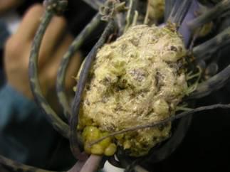 מה זה עפץ? יונתן