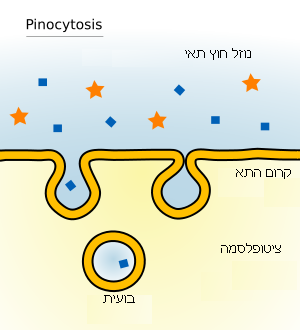 מה ההבדל בין פינוציטוזה לבין מקרו-פינוציטוזה? האנא