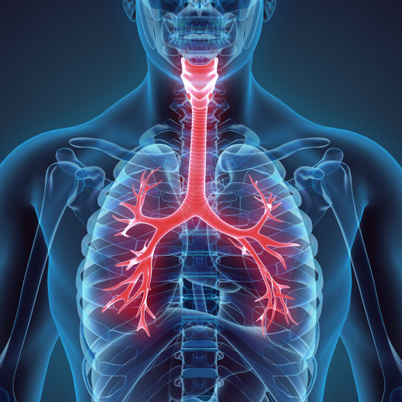 איך אנו נושמים?