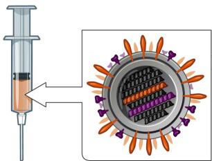 מה זה חיסון? ירון