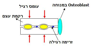 כאשר השן נושרת/נעקרת ,מדוע העצם המכתשית נספגת? מיטל