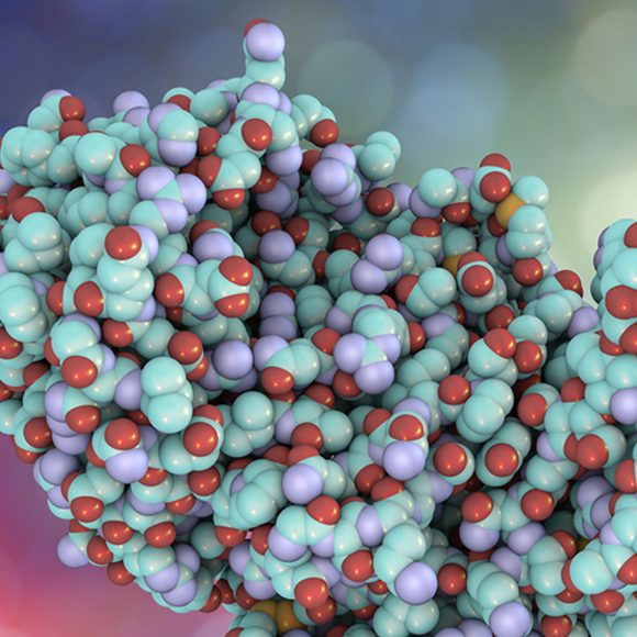 תהליך סינתזת החלבון בריבוזום