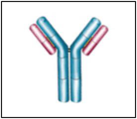 הפרדת חלבונים באמצעות מגנט