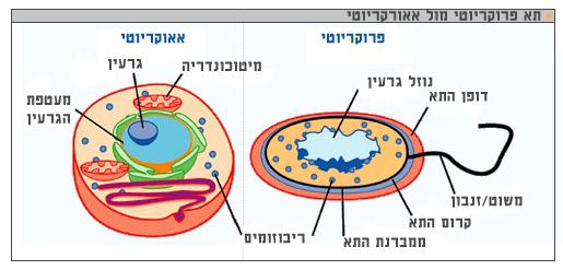 האם תא פרוקריוטי יכול להתקיים בסביבה המכילה לקטוז בלבד ללא חלבון? יוליה