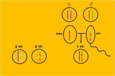 האם ניתן להראות קשר בין שני ילדים שהם מאותו האבא אך אמהות שונות? שסל