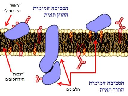 כיצד משפיע תהליך חימום והקפאה על ממבראנות ביולוגיות?