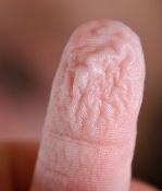 מדוע כאשר נמצאים במים זמן ממושך מופיעים קמטים דווקא על האצבעות? אודליה