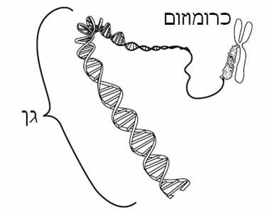מה גורם לגן להיות דומיננטי או רצסיבי? (מה גורם לגן אחד להיות חזק יותר מהשני)? בר