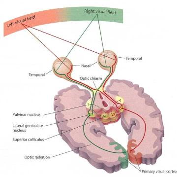 מדוע אנו רואים תמונה שלמה בלי כתם באמצע למרות שהעיניים נפרדות? יסכה
