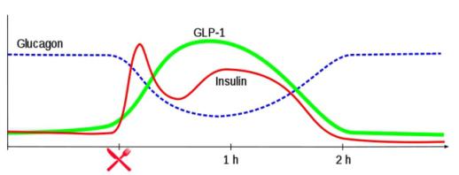 מדוע אצל חולי סכרת סוג 2 יש הפרשה מועטה של הורמוןGLP1 מהמעיים? יעל