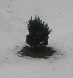 מדוע השלג נמס קודם מתחת לעצים? מאיר