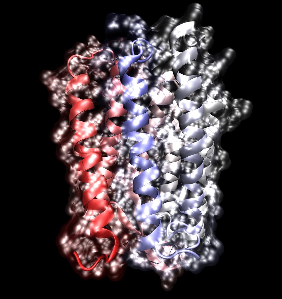 חלבון לכל עת