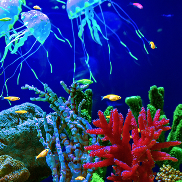 בעלי חיים מתחפשים – פלאים תת מימיים