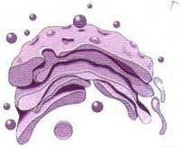 האם גם חלבונים שנוצרים בציטופלסמה עוברים במערכת גולג’י? אלישע