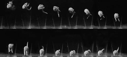 מדוע חתול נופל על הרגליים והאם זה קורה תמיד? יסכה