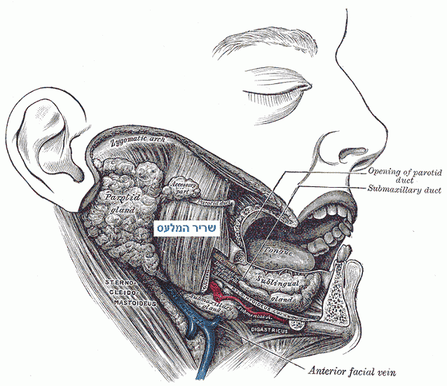 מדוע אומרים שהלשון היא השריר הכי חזק? גלעד