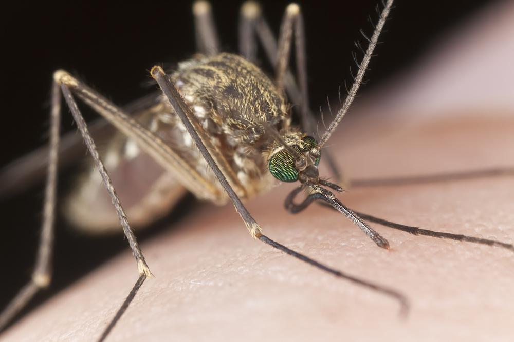 מחלת המלריה