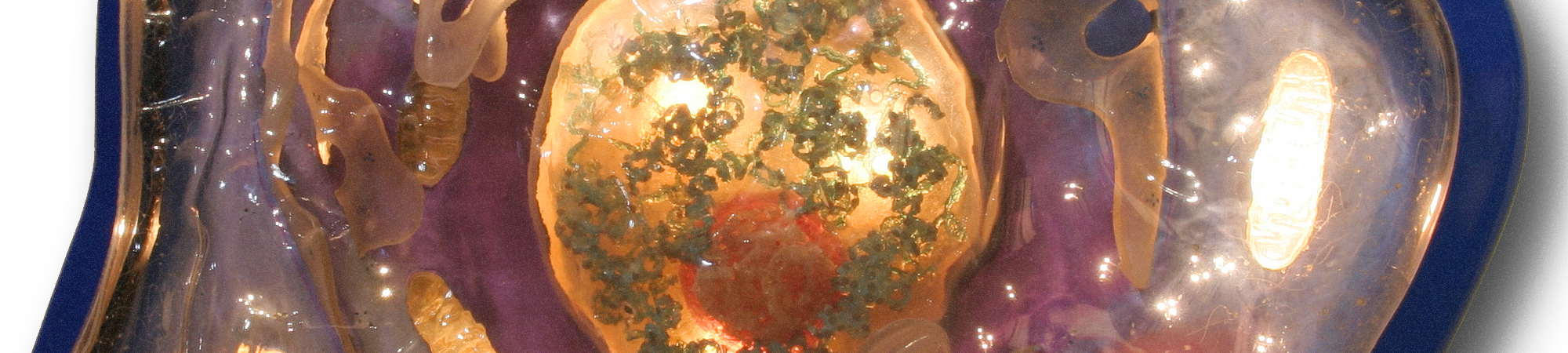 מנגנוני הפרשת חלבונים מהתא