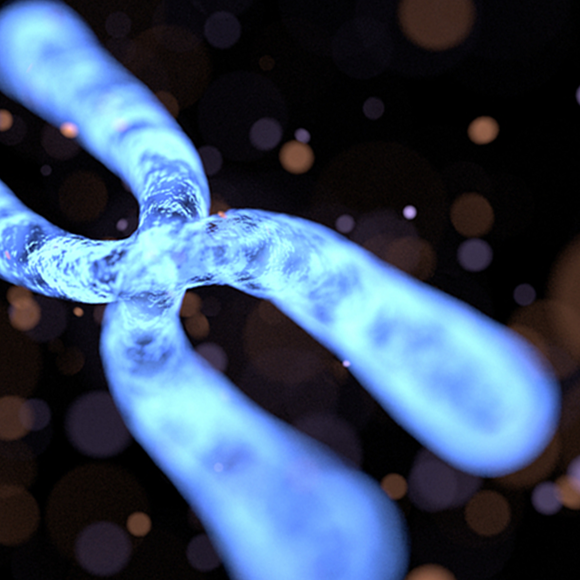 ما هو الكروموسوم؟