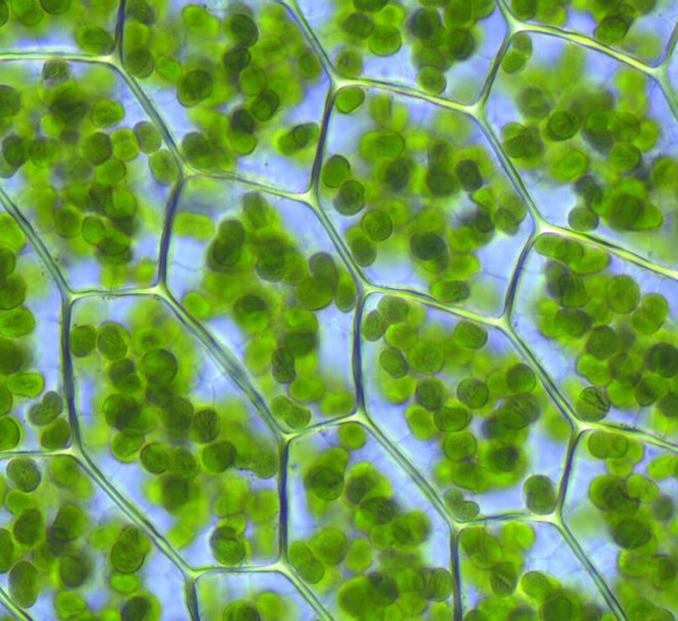 האם כלורופלסטידות מצויות בכל תאי הצמח? פנינה