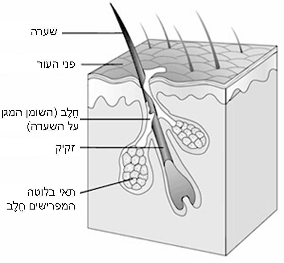 האם ידועים הגנים השולטים בצפיפות ועובי השיער? עדי