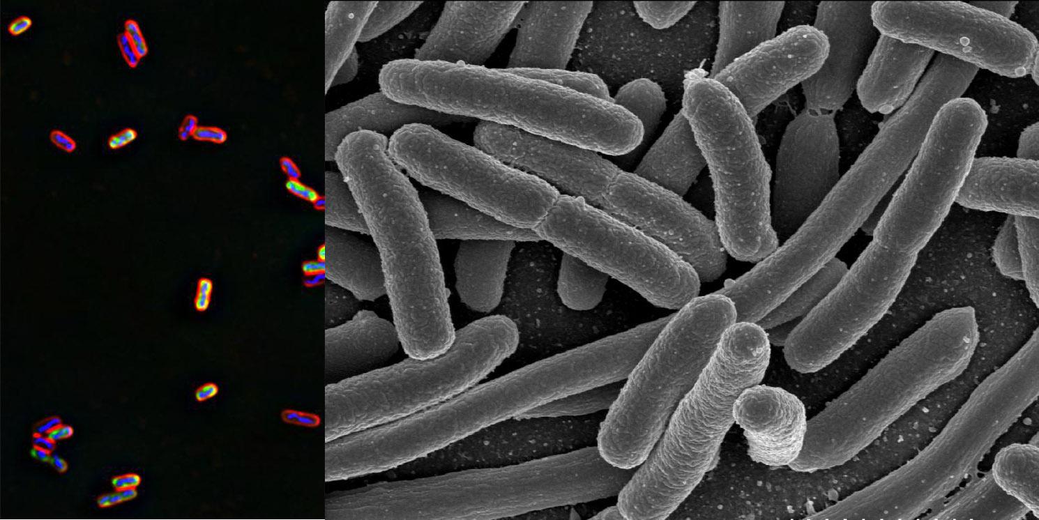 האם מספר החיידקים והנגיפים בגופנו גדול ממספר תאי הגוף? ואיזה אחוז ממסת גופנו מהווים היצורים האלה? עמוס