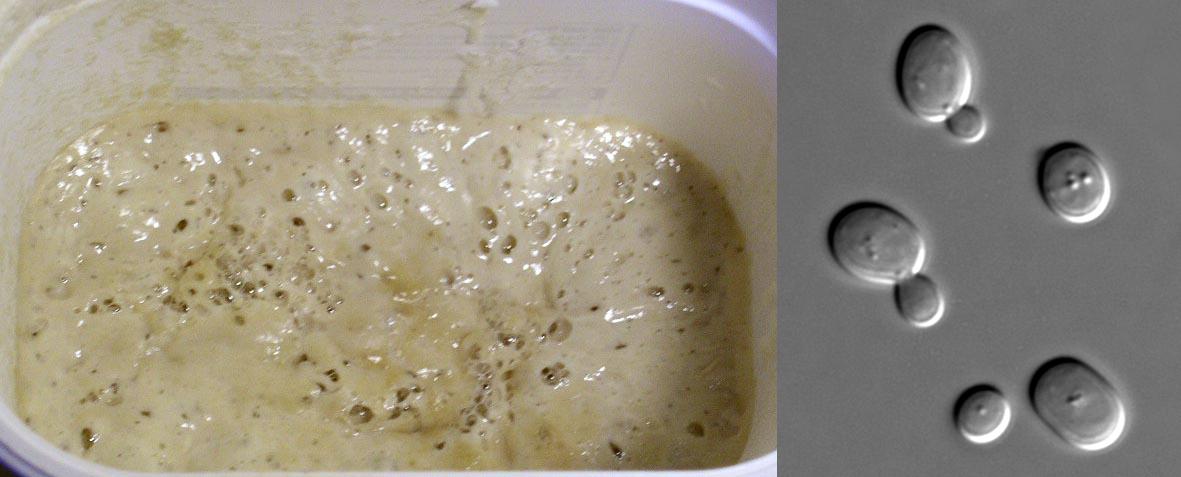 מה ההבדל בין קמח רגיל לקמח מצה? נאור ועדי