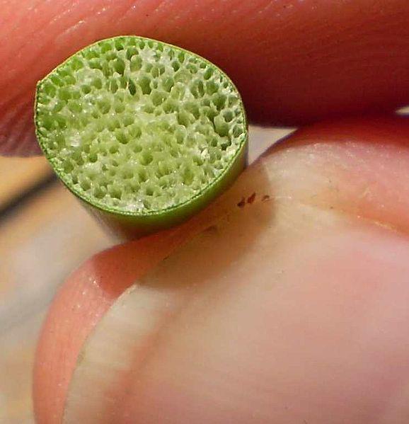 מהם המנגנונים המאפשרים לצמחי מים לשרוד בתוך המים ולא להרקיב? זוהר