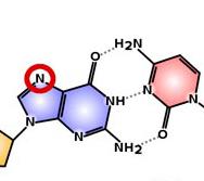 מהו בדיוק חרדל חנקני וכיצד הוא שימש לכימותרפיה? איילת