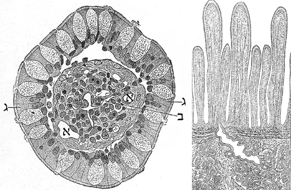 תפקיד מערכת הלימפה בספיגת שומן
